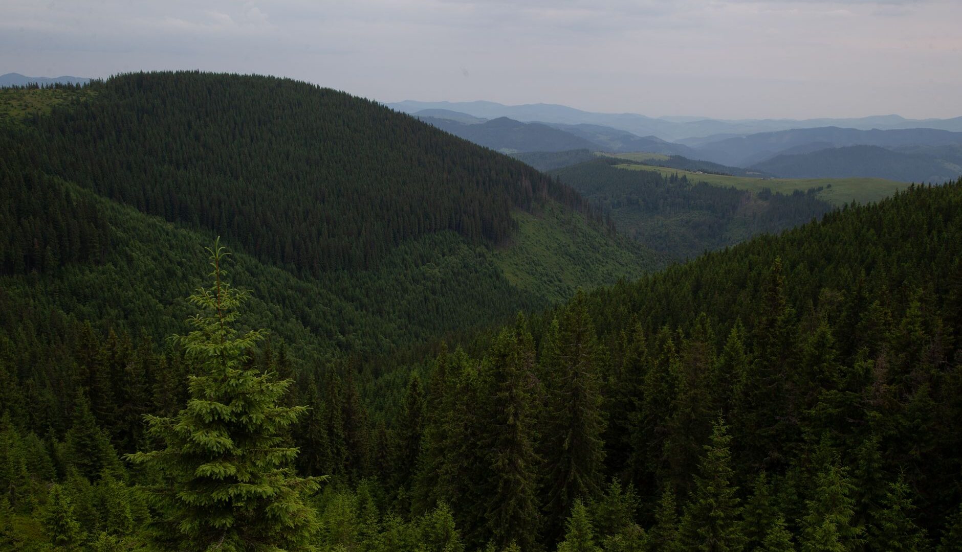Z Veporských vrchov do sveta: Prečo sú lesy nad Utekáčom našou najlepšou obranou